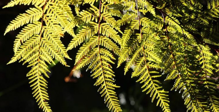 Leaf image on Gill Doust Psychotherapist Based In North London website